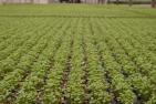 carpet of roccola seedlings